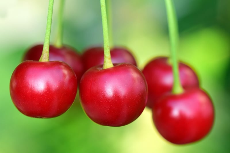 Cherry Tree