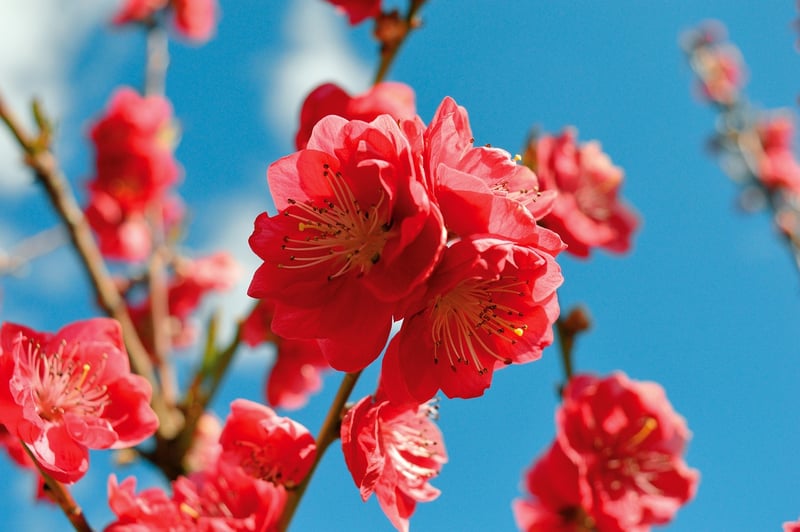 Peach Tree